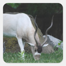Grazing Addax Stickers
