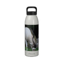 Grazing Addax Water Bottle