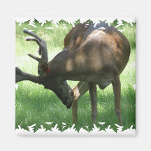 Grazing Deer Square Magnet