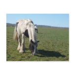 Grazing Horse Postcard