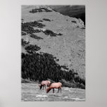Grazing on Black and White Poster
