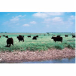 Grazing on Wetland (cows) photo sculptures