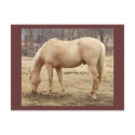 Grazing Palomino Horse postcards