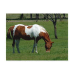 Grazing Pinto Post Cards