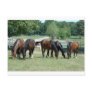 Grazing Quarter Horses Postcards