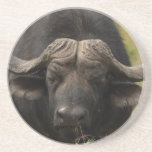 Grazing Water Buffalo Coaster