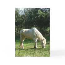 Grazing White Horse  Greeting Card