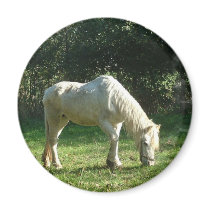 Grazing White Horse  Magnet