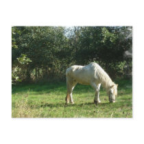Grazing White Horse  Postcard