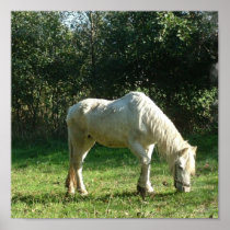 Grazing White Horse Poster