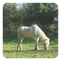 Grazing White Horse  Stickers