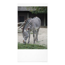 grazing zebra personalized photo card