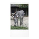 grazing zebra photo cards