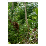 Great Ape Jungle Recess cards