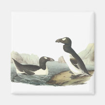 Great Auk, John Audubon Fridge Magnets