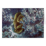 Great Barrier Reef Coral Greeting Cards