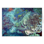 Great Barrier Reef Fish and Coral Cards