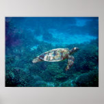 Great Barrier Reef Sea Turtle posters