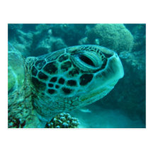 Great Barrier Reef  Turtle Postcard