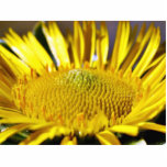 Great Big Yellow Flower Macro Image photo sculptures