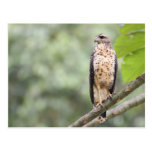 Great Black Hawk Postcards