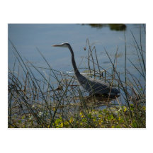 Great Blue Heron at Viera Wetlands Postcard