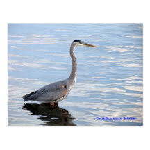 Great Blue Heron, Bokeelia Postcards