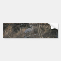 Great Blue Heron Bumper Sticker
