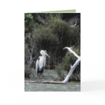 Great Blue Heron Greeting Cards