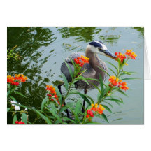 Great Blue Heron Card