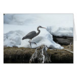 Great Blue Heron Cards