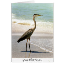 Great Blue Heron Cards