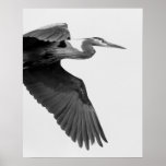 Great Blue Heron Crop black and white Print