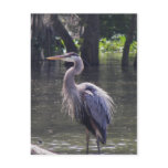 Great Blue Heron Fishing for Lunch Post Card