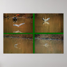 Great Blue Heron - Fishing Posters