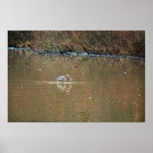 Great Blue Heron - Fishing Posters