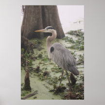 Great Blue Heron Florida Print