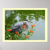 Great Blue Heron II Posters
