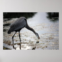 Great Blue Heron III Print