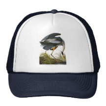 Great Blue Heron, John James Audubon Hat
