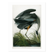 Great Blue Heron, John James Audubon Postcards
