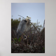 Great Blue Heron (Nest with baby) Poster