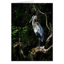 Great Blue Heron Note Card