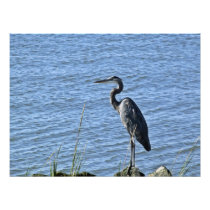 Great Blue Heron Photo