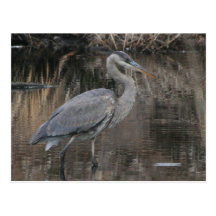 Great Blue Heron Post Card