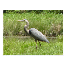 Great Blue Heron Post Cards