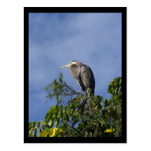 Great Blue Heron Post Cards