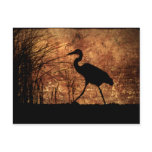 Great Blue Heron postcards