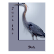 Great Blue Heron Postcard
