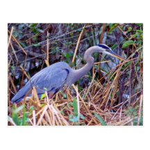 GREAT BLUE HERON POSTCARD